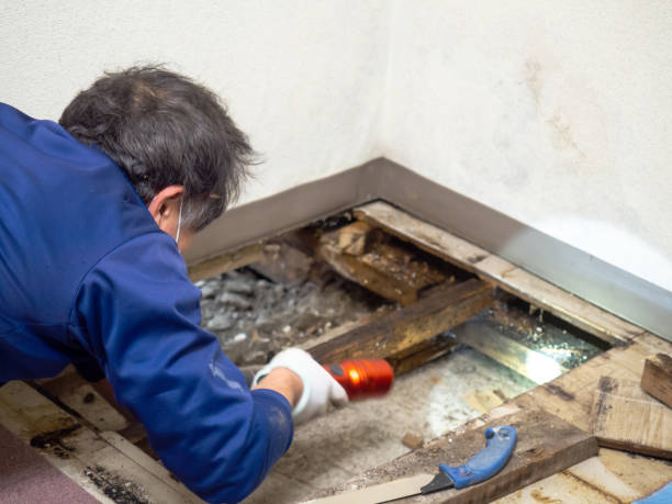 Best Emergency Mold Removal  in Muskegon, MI