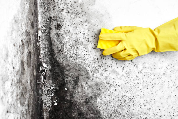 Best Mold Removal Company Near Me  in Muskegon, MI