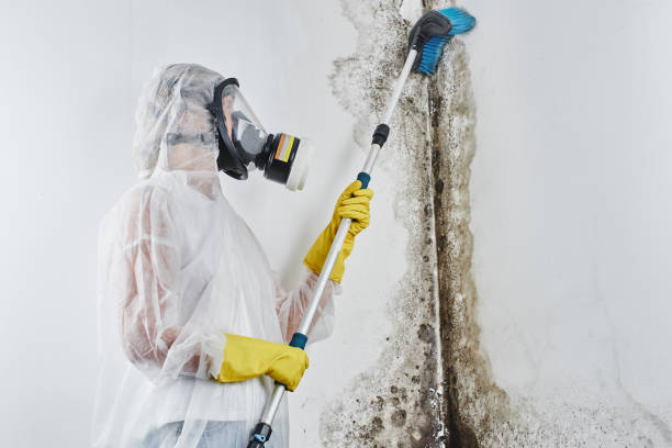 Trusted Muskegon, MI Mold Removal Experts