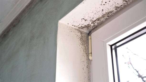 Best Mold Remediation  in Muskegon, MI
