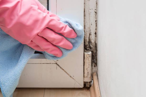 Best Residential Mold Removal  in Muskegon, MI