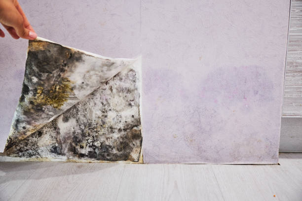 Office Mold Removal Services in Muskegon, MI